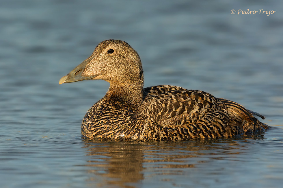 Eider común (Somateria mollissima)